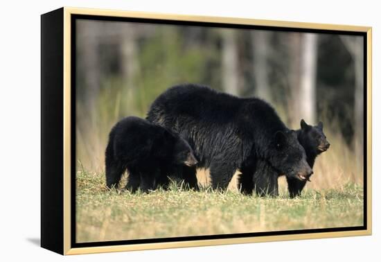 Black Bear Female with Cubs Two, Great Smoky Mountains National Park, Tennessee-Richard and Susan Day-Framed Premier Image Canvas
