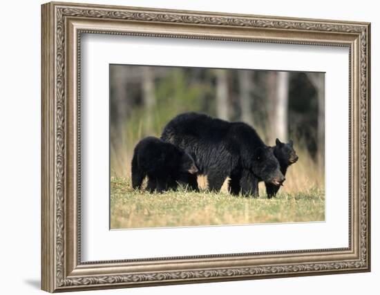 Black Bear Female with Cubs Two, Great Smoky Mountains National Park, Tennessee-Richard and Susan Day-Framed Photographic Print