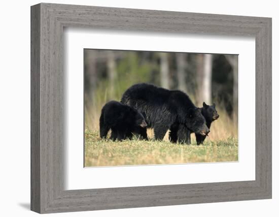 Black Bear Female with Cubs Two, Great Smoky Mountains National Park, Tennessee-Richard and Susan Day-Framed Photographic Print