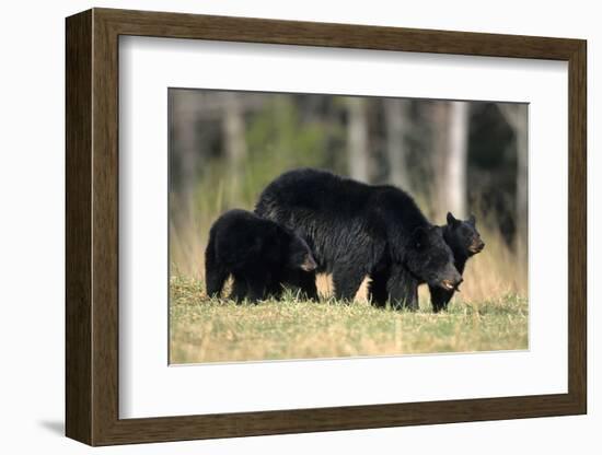 Black Bear Female with Cubs Two, Great Smoky Mountains National Park, Tennessee-Richard and Susan Day-Framed Photographic Print