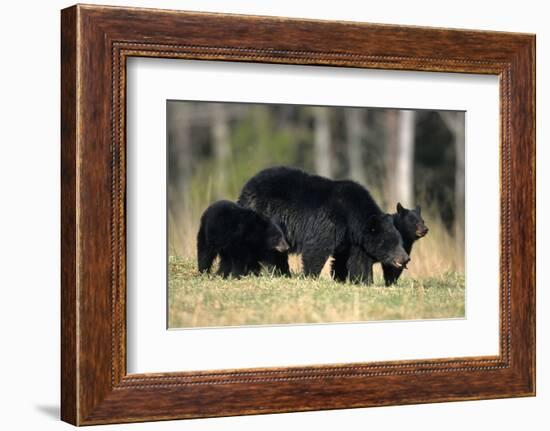 Black Bear Female with Cubs Two, Great Smoky Mountains National Park, Tennessee-Richard and Susan Day-Framed Photographic Print