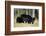 Black Bear Female with Cubs Two, Great Smoky Mountains National Park, Tennessee-Richard and Susan Day-Framed Photographic Print