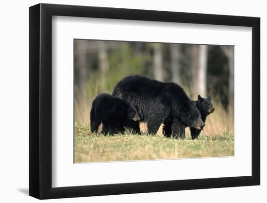 Black Bear Female with Cubs Two, Great Smoky Mountains National Park, Tennessee-Richard and Susan Day-Framed Photographic Print