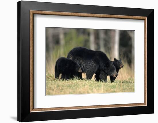 Black Bear Female with Cubs Two, Great Smoky Mountains National Park, Tennessee-Richard and Susan Day-Framed Photographic Print