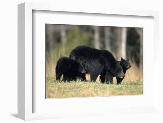 Black Bear Female with Cubs Two, Great Smoky Mountains National Park, Tennessee-Richard and Susan Day-Framed Photographic Print