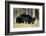 Black Bear Female with Cubs Two, Great Smoky Mountains National Park, Tennessee-Richard and Susan Day-Framed Photographic Print