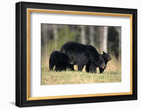 Black Bear Female with Cubs Two, Great Smoky Mountains National Park, Tennessee-Richard and Susan Day-Framed Photographic Print