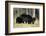 Black Bear Female with Cubs Two, Great Smoky Mountains National Park, Tennessee-Richard and Susan Day-Framed Photographic Print