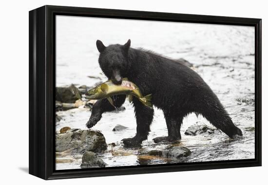 Black Bear Fishing-MaryAnn McDonald-Framed Premier Image Canvas