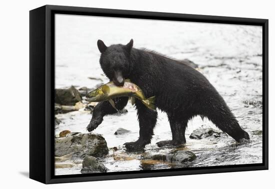 Black Bear Fishing-MaryAnn McDonald-Framed Premier Image Canvas