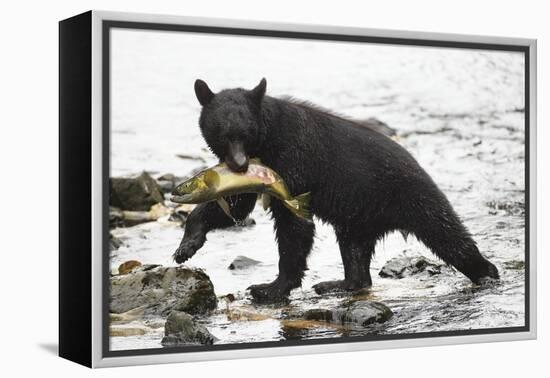 Black Bear Fishing-MaryAnn McDonald-Framed Premier Image Canvas