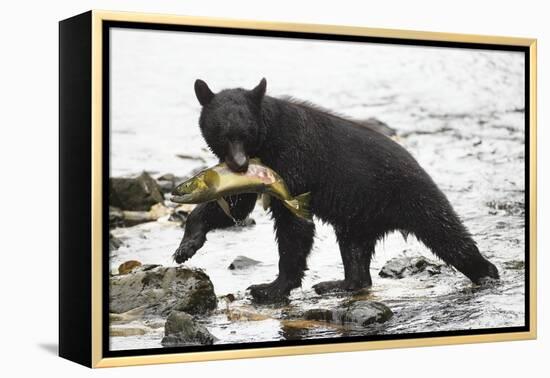 Black Bear Fishing-MaryAnn McDonald-Framed Premier Image Canvas