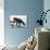 Black Bear Fishing-MaryAnn McDonald-Photographic Print displayed on a wall