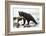 Black Bear Fishing-MaryAnn McDonald-Framed Photographic Print