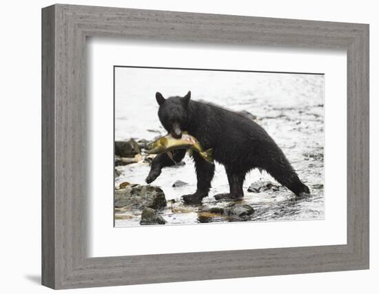 Black Bear Fishing-MaryAnn McDonald-Framed Photographic Print