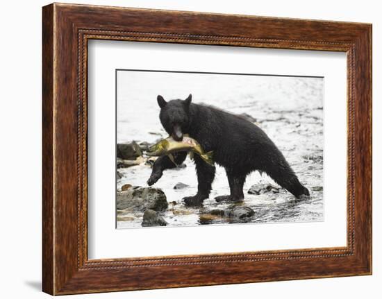 Black Bear Fishing-MaryAnn McDonald-Framed Photographic Print