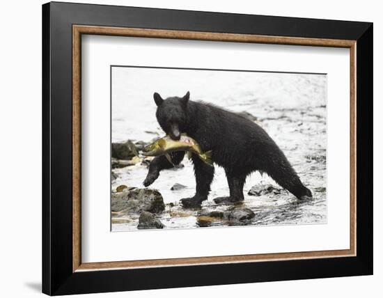 Black Bear Fishing-MaryAnn McDonald-Framed Photographic Print