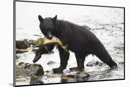 Black Bear Fishing-MaryAnn McDonald-Mounted Photographic Print