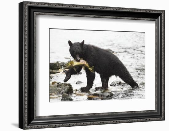 Black Bear Fishing-MaryAnn McDonald-Framed Photographic Print