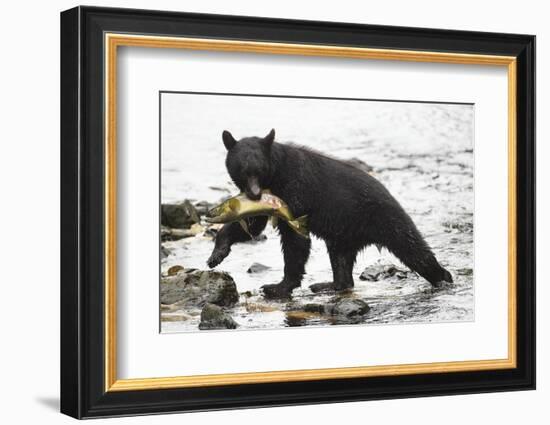 Black Bear Fishing-MaryAnn McDonald-Framed Photographic Print