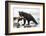 Black Bear Fishing-MaryAnn McDonald-Framed Photographic Print