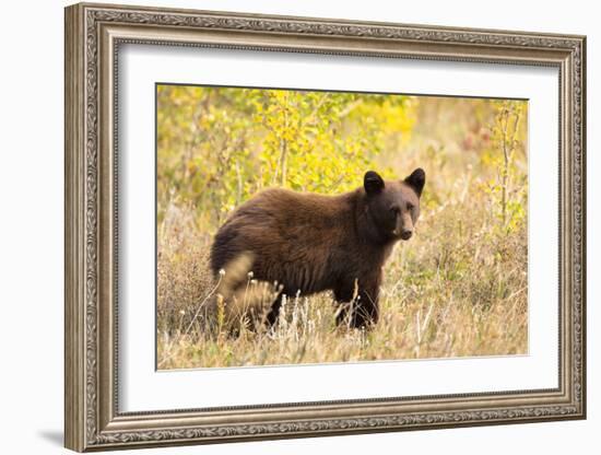 Black Bear, Glacier National Park-Jason Savage-Framed Giclee Print