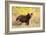 Black Bear, Glacier National Park-Jason Savage-Framed Giclee Print