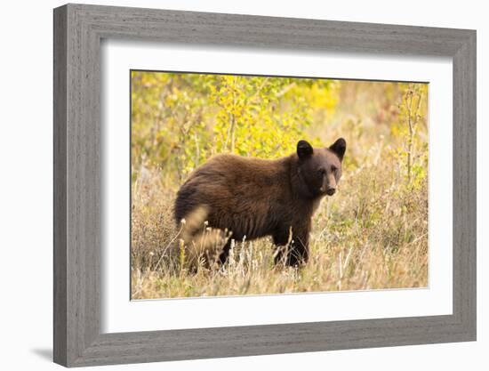 Black Bear, Glacier National Park-Jason Savage-Framed Giclee Print