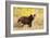 Black Bear, Glacier National Park-Jason Savage-Framed Giclee Print