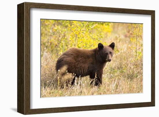 Black Bear, Glacier National Park-Jason Savage-Framed Giclee Print