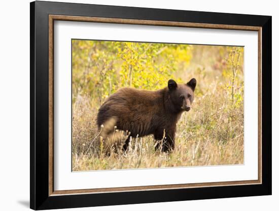 Black Bear, Glacier National Park-Jason Savage-Framed Giclee Print