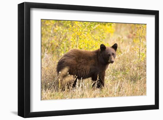 Black Bear, Glacier National Park-Jason Savage-Framed Giclee Print