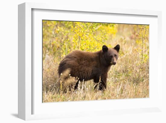 Black Bear, Glacier National Park-Jason Savage-Framed Giclee Print