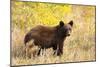 Black Bear, Glacier National Park-Jason Savage-Mounted Giclee Print