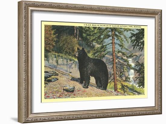 Black Bear, Glacier Park, Montana-null-Framed Art Print