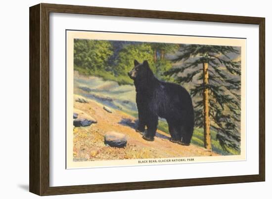 Black Bear, Glacier Park, Montana-null-Framed Art Print