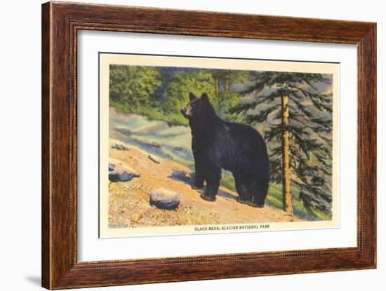 Black Bear, Glacier Park, Montana-null-Framed Art Print