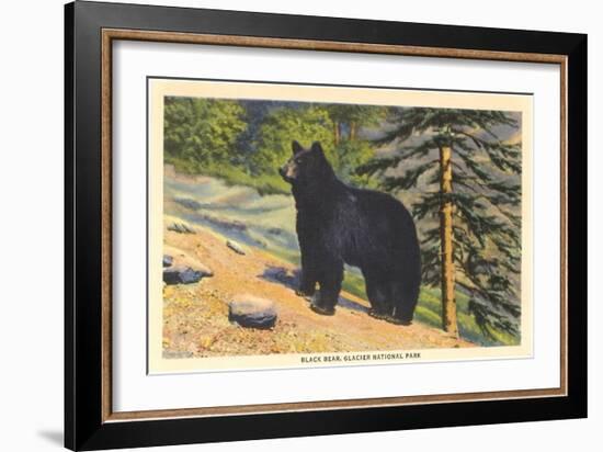 Black Bear, Glacier Park, Montana-null-Framed Art Print