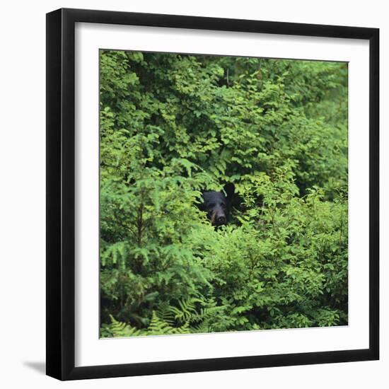 Black Bear Hiding in Forest-DLILLC-Framed Photographic Print