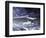 Black Bear Holds Chum Salmon, near Ketchikan, Alaska, USA-Howie Garber-Framed Photographic Print