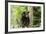 Black Bear in a Tree-Josef Pittner-Framed Photographic Print