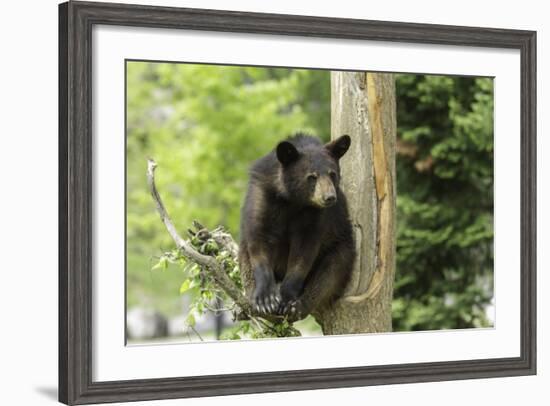 Black Bear in a Tree-Josef Pittner-Framed Photographic Print