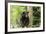 Black Bear in a Tree-Josef Pittner-Framed Photographic Print