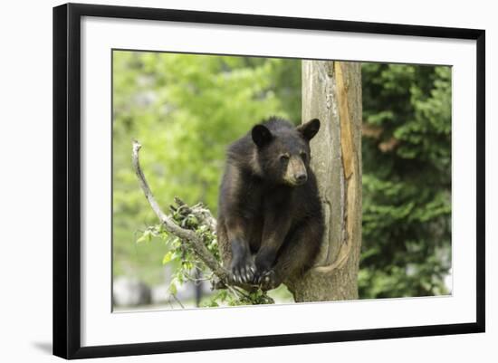 Black Bear in a Tree-Josef Pittner-Framed Photographic Print