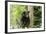 Black Bear in a Tree-Josef Pittner-Framed Photographic Print
