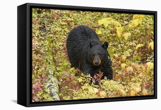 Black Bear in autumn foliage, Yellowstone National Park, Montana, Wyoming-Adam Jones-Framed Premier Image Canvas
