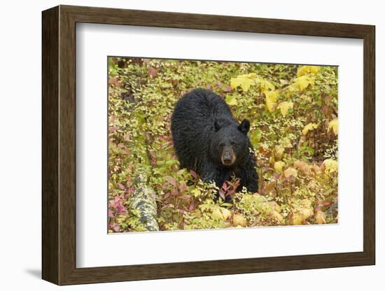 Black Bear in autumn foliage, Yellowstone National Park, Montana, Wyoming-Adam Jones-Framed Photographic Print