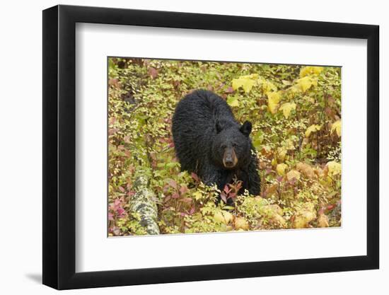 Black Bear in autumn foliage, Yellowstone National Park, Montana, Wyoming-Adam Jones-Framed Photographic Print