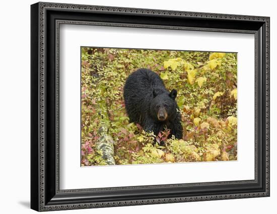 Black Bear in autumn foliage, Yellowstone National Park, Montana, Wyoming-Adam Jones-Framed Photographic Print