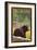 Black Bear in Forest - Colorado-Lantern Press-Framed Art Print